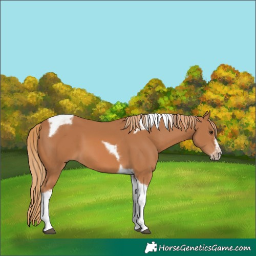 Horse Color:Chestnut Tobiano Frame 