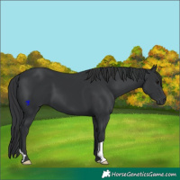 Horse Color:Black 