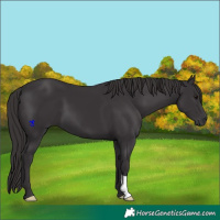 Horse Color:Smoky Black 