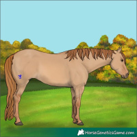 Horse Color:Red Dun 