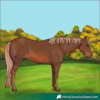 Horse Color:Chestnut 