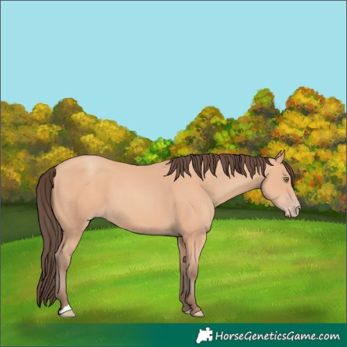 Horse Color:Amber Champagne 