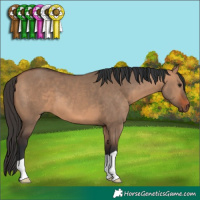 Horse Color:Bay Dun