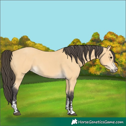 Horse Color:Buckskin and Buckskin