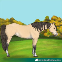 Horse Color:Buckskin  and Buckskin 