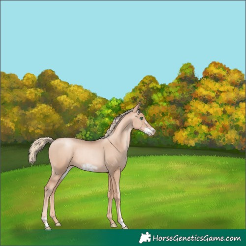 Horse Color:Gold Champagne Pearl Rabicano and Gold Champagne Pearl Frame Rabicano