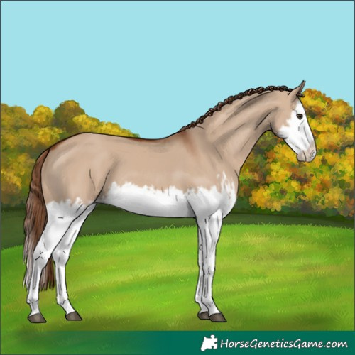 Horse Color:Unknown 