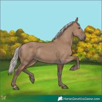 Horse Color:Silver Grullo 