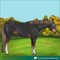 Horse Color:Gray White Spotted Liver Chestnut 