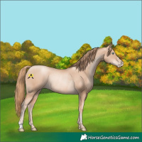 Horse Color:Gold Champagne Pearl Rabicano  and Gold Champagne Pearl Rabicano 