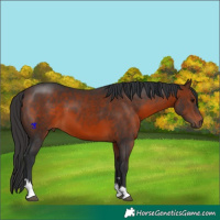 Horse Color:Brown 