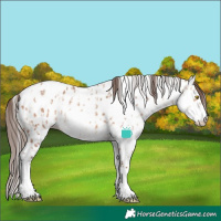 Horse Color:Amber Champagne Sabino Tobiano Leopard and Amber Champagne Sabino Tobiano Fewspot