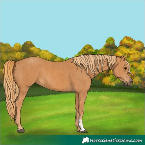 Horse Color:Chestnut  and Chestnut 