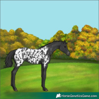 Horse Color:Black Appaloosa