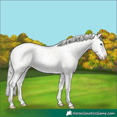 Horse Color:Cremello Near Leopard