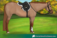 Horse Color:Red Dun 