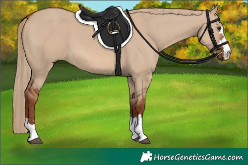 Horse Color:Red Dun 