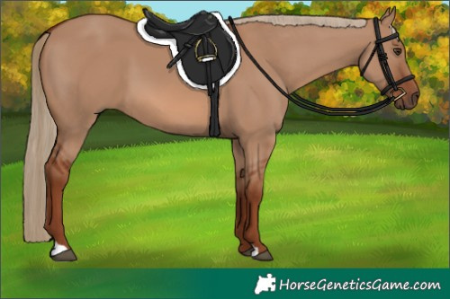 Horse Color:Red Dun 