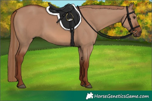 Horse Color:Red Dun 