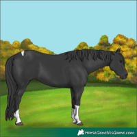 Horse Color:Black Tobiano 