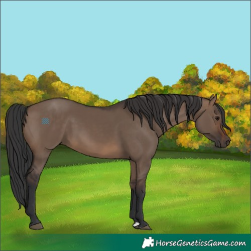 Horse Color:Brown Dun