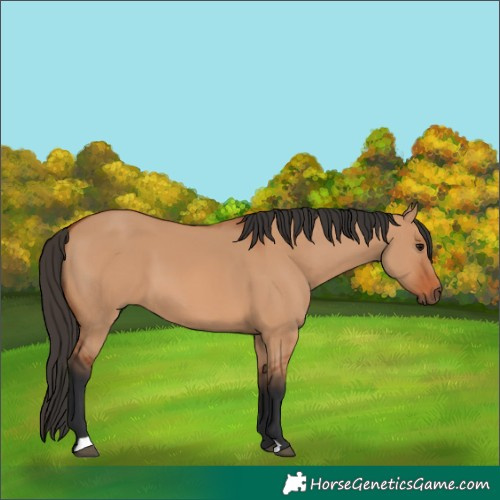 Horse Color:Bay Dun 