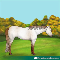 Horse Color:Gray Red Dun Roan 