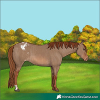 Horse Color:Red Dun Appaloosa  and Red Dun Appaloosa 