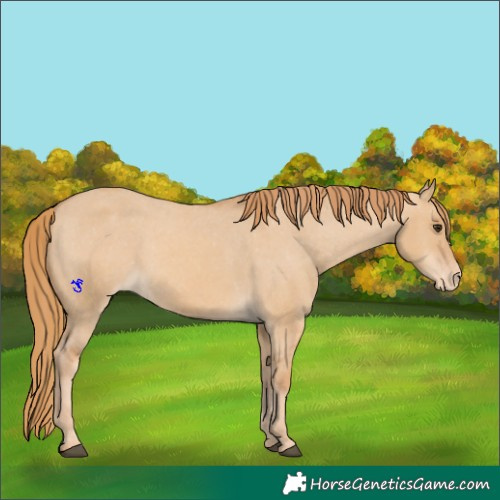 Horse Color:Red Dun Varnish