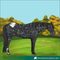 Horse Color:Black Appaloosa
