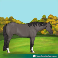 Horse Color:Smoky Grullo