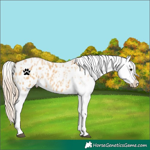 Horse Color:Red Dun Appaloosa and Red Dun Appaloosa