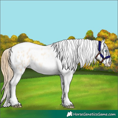 Horse Color:Gold Champagne Roan Dun Splash Tobiano Frame Appaloosa Rabicano 