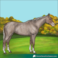 Horse Color:Silver Blue Roan Sabino 
