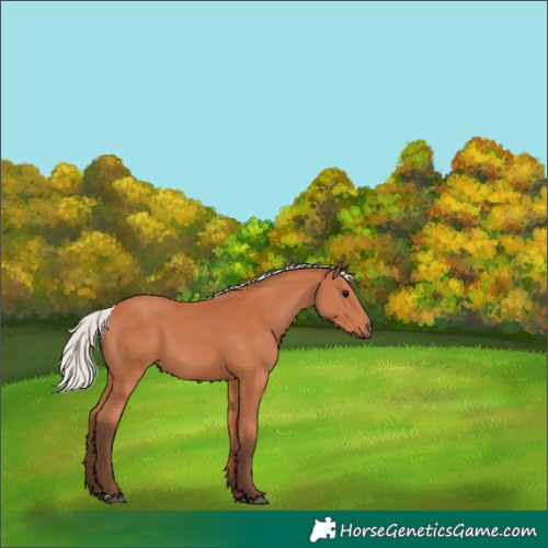 Horse Color:Silver Bay 