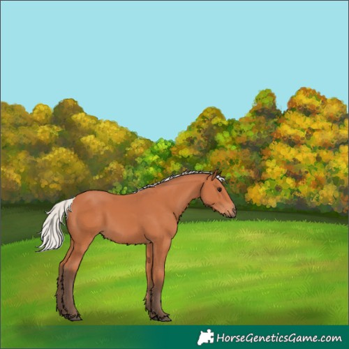 Horse Color:Silver Bay 
