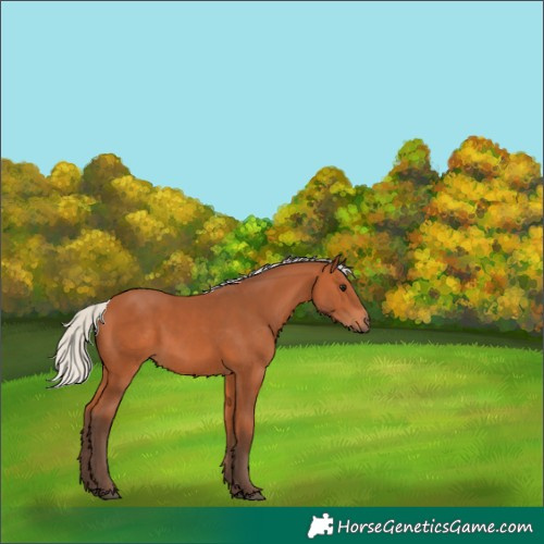 Horse Color:Silver Bay 