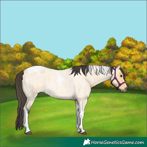 Horse Color:Buckskin Roan Tobiano 