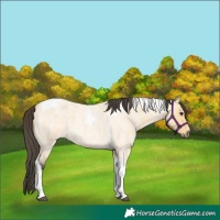 Horse Color:Buckskin Roan Tobiano 