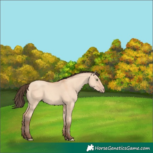 Horse Color:Amber Champagne Dun 