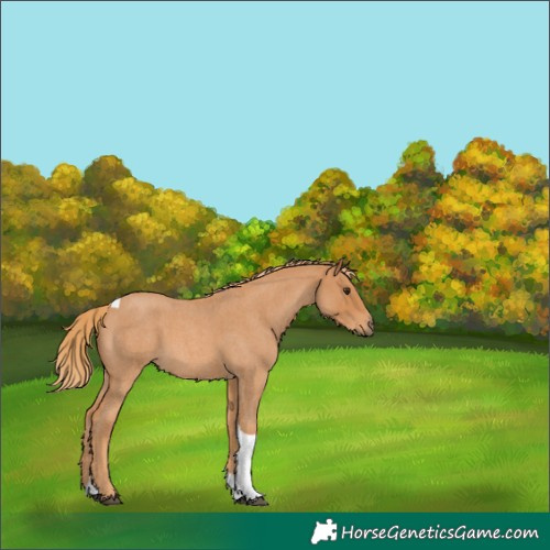 Horse Color:Red Roan Tobiano 