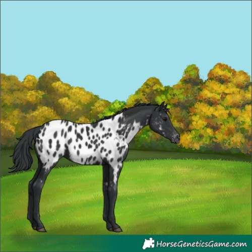 Horse Color:Black Appaloosa 