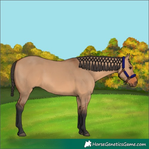 Horse Color:Bay Dun 