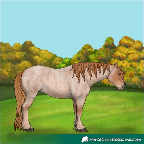 Horse Color:Red Roan 