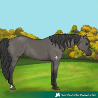 Horse Color:Grullo