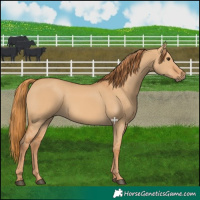 Horse Color:Red Dun 