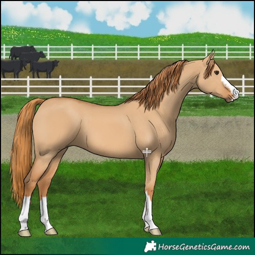 Horse Color:Red Dun 