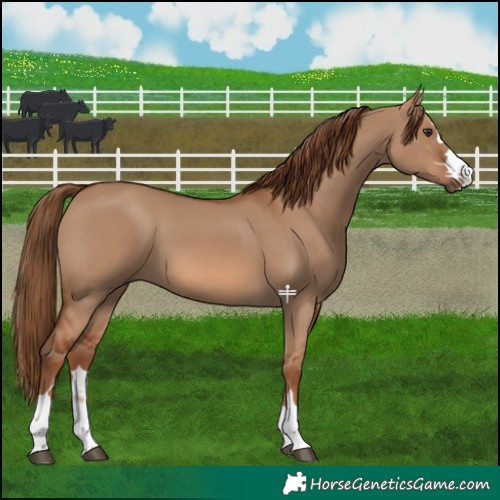 Horse Color:Red Dun 