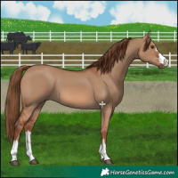 Horse Color:Red Dun 