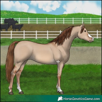 Horse Color:Red Dun 